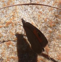 Paternympha narycia