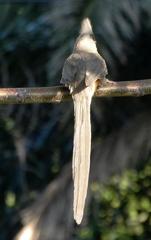 Colius striatus minor