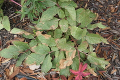 Paeonia cambessedesii