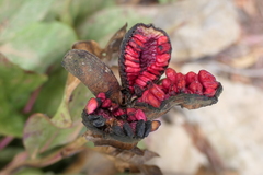 Paeonia cambessedesii