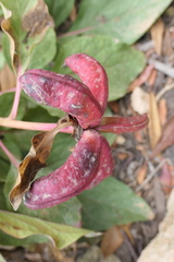 Paeonia cambessedesii