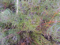 Serruria inconspicua