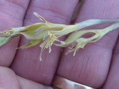 Gladiolus permeabilis edulis