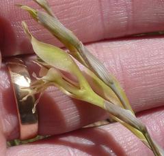 Gladiolus permeabilis edulis