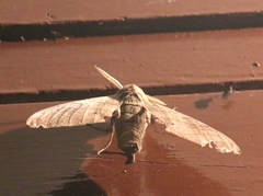Marumba