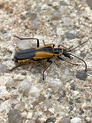 Chauliognathus deceptus