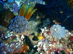 Eunephthya thyrsoidea