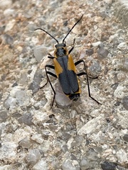 Chauliognathus deceptus
