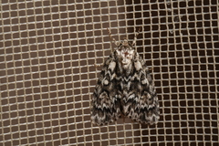 Acronicta fragilis