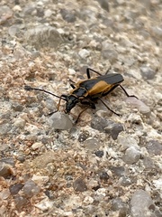 Chauliognathus deceptus