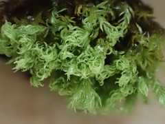 Anoectangium aestivum