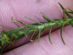 Wahlenbergia epacridea
