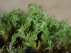 Anoectangium aestivum