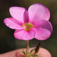 Oxalis glabra