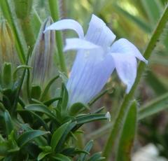 Wahlenbergia epacridea