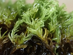 Anoectangium aestivum