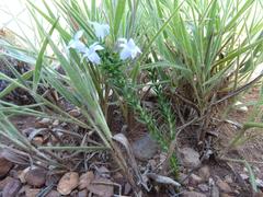 Wahlenbergia epacridea