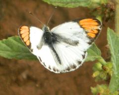 Colotis pallene
