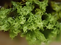 Anoectangium aestivum