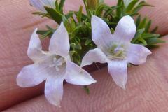 Wahlenbergia epacridea