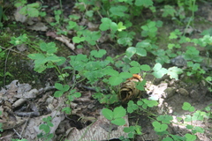 Potentilla centigrana