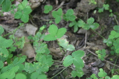 Potentilla centigrana