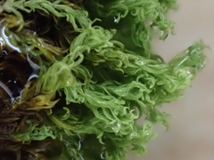 Anoectangium aestivum