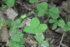 Potentilla centigrana