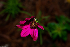 Cosmos palmeri