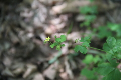Potentilla centigrana