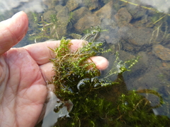 Callitriche hermaphroditica