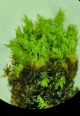 Anoectangium aestivum