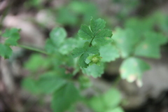 Potentilla centigrana