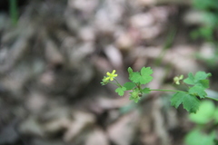 Potentilla centigrana