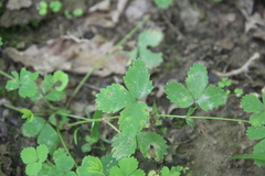 Potentilla centigrana
