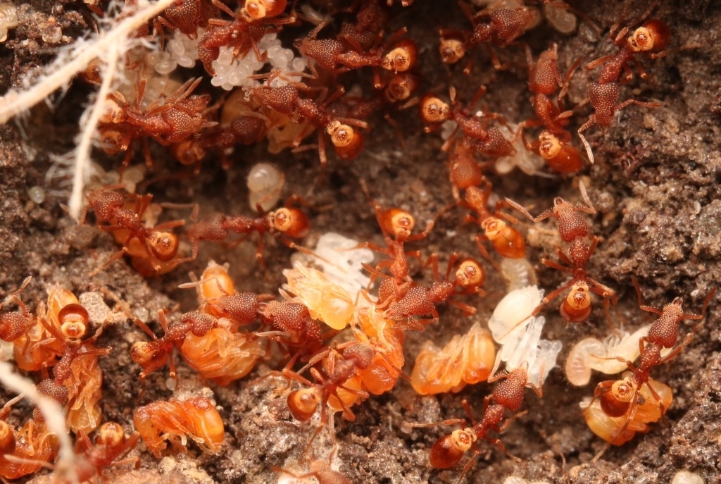 Strumigenys pergandei