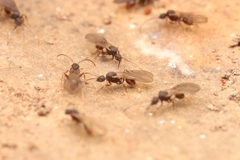Strumigenys pergandei
