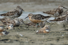 Calidris canutus