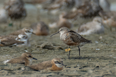 Calidris ferruginea