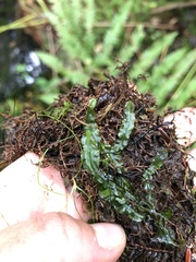 Pallavicinia