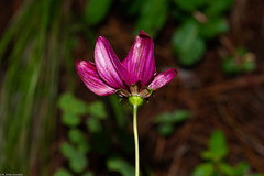 Cosmos palmeri