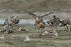 Calidris canutus