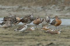 Calidris canutus