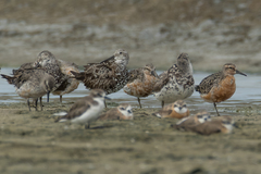 Calidris canutus