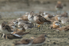 Calidris ferruginea