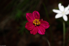 Cosmos palmeri
