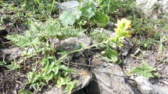 Castilleja papilionacea