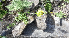Castilleja papilionacea