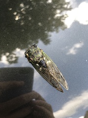 Neotibicen latifasciatus