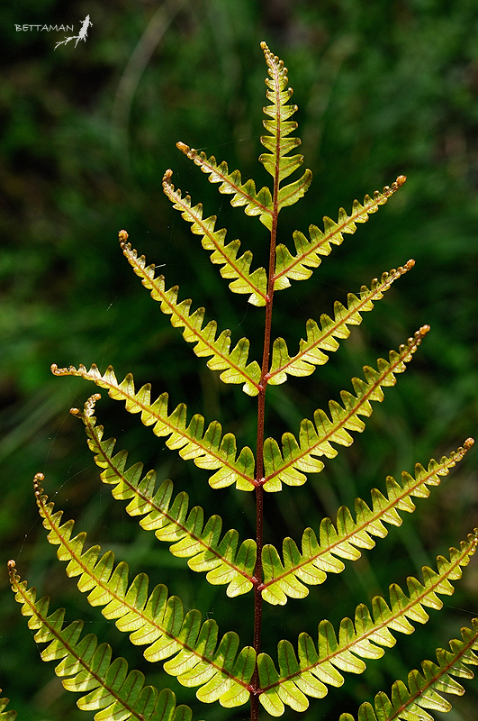 Pteris
